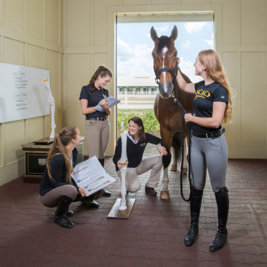 Equestrian studies students examine horse anatomy